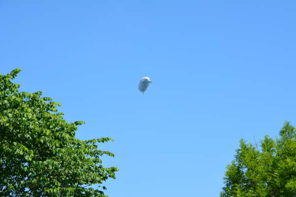 DSC_0013[1]