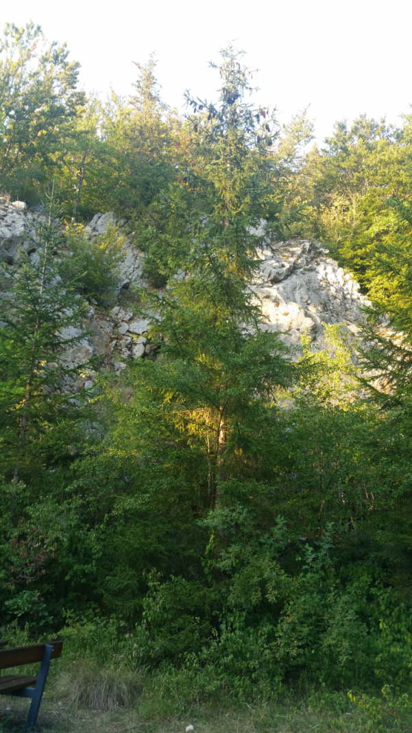 IMG-20200801-WA0012