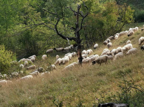 IMG-20200814-WA0014